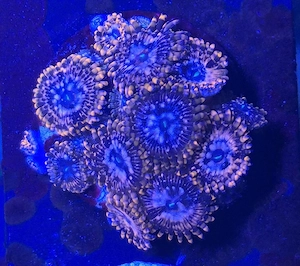 Zooanthus  Krustenanemone Koralle Meerwasser 
