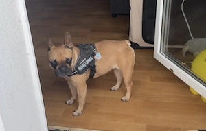  Liebevolles Zuhause für Herzenshund Merry (5 Jahre) gesucht