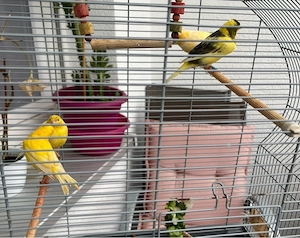4 kanarienvögel inkl käfig 