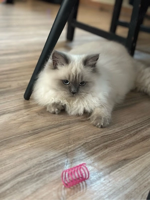 BLH Katze Britsch Langhaar aus Mai 2026 Kitten