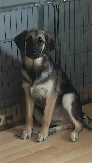 Retriever Labrador Australien Shepherd