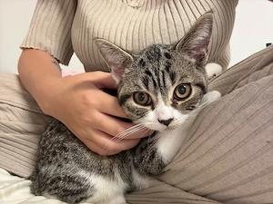 baby katze 