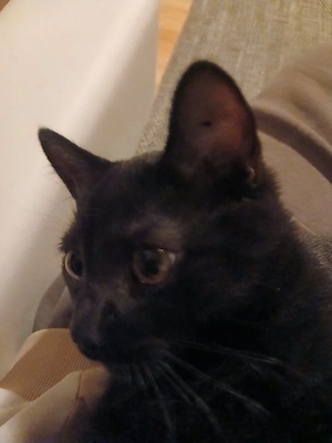 Bkh Mix Kater, Babykatze, Kitten incl Zubehör 