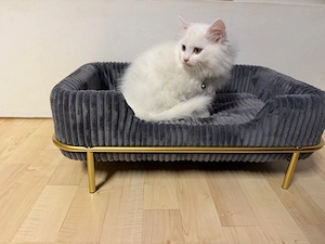 Angora Kater, Babykatze