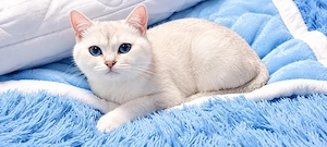 Neues Für-immer-Zuhause für unsere BKH-Katze gesucht
