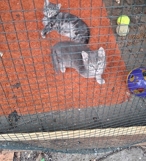 4 Katzenkinder