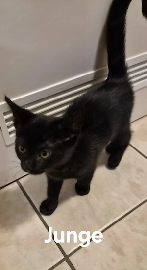 Kitten Europäisch Kurzhaar