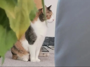 Emma Glückskeks sucht Jackpot