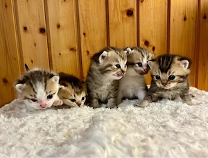  BKH Kitten mit Stammbaum in Sonderfarben! 