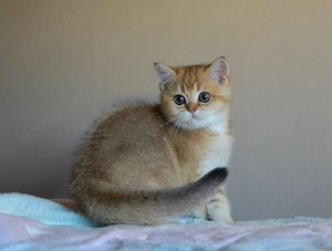 Süße BKH Golden Shaded Babykatzen - entwurmt und geimpft 
