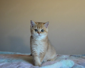 Süße BKH Golden Shaded Babykatzen - entwurmt und geimpft 