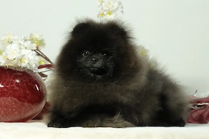 Süßer Pomeranian (Deutscher Zwergspitz) Junghund zu verkaufen