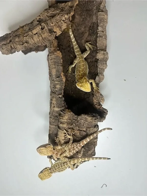 Junge Bartagame ( Pogona Vitticeps )