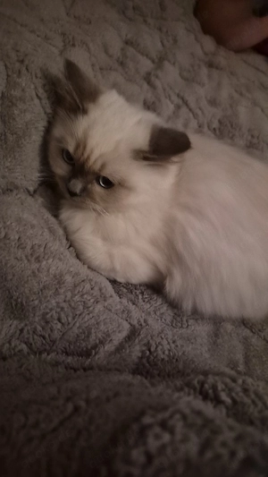 süsser heilige birma kater