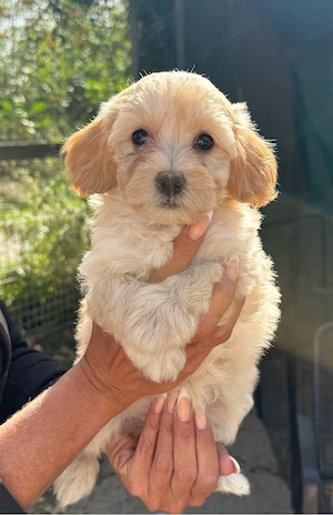maltipoo welpen 