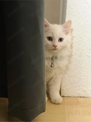 Angora Kater, Babykatze