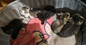 baby katzen