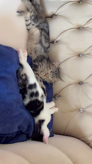milo und malus suchen eine liebevolle  zuhause   