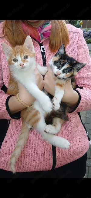 Katzenkinder Kitten abzugeben!