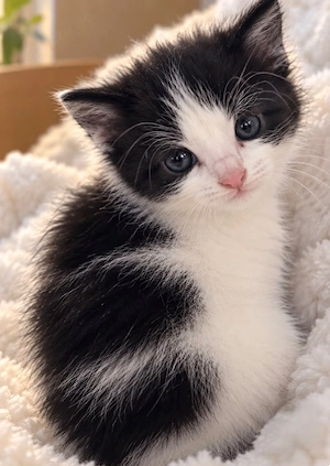 Kätzchen Kitten Tuxedo Maine-Coon Mix - langhaarig, kurzhaarig