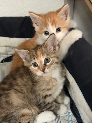    Drei süße Maine-Coon-Mix-Kätzchen suchen ein liebevolles Zuhause!   