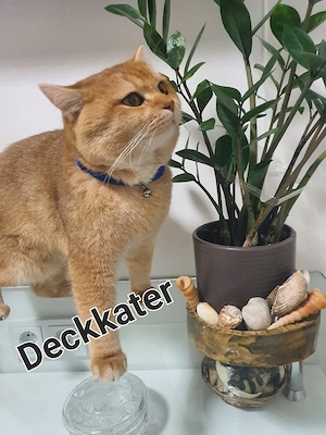 Deckkater (reinrassiger Britisch-Kurzhaar  )