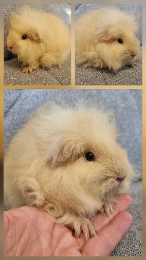 Meerschweinchen Schweizer Teddy Weibchen Yelena