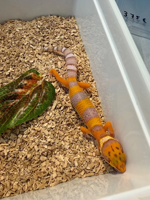 0.1 Pastel Tangerine Red Devil Line 