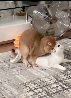 Deckkater (reinrassiger Britisch-Kurzhaar  )