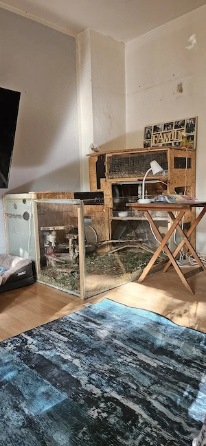 SUCHE 1-2 degu weibchen ab 5j.