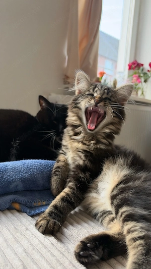  Wir suchen eine Perserkatze 