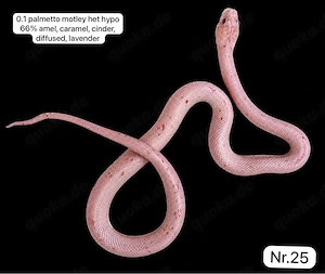    Kornnattern NZ26 abzugeben   