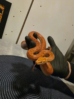 Kornnatter 0.1 albino 