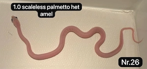    Kornnattern NZ26 abzugeben   
