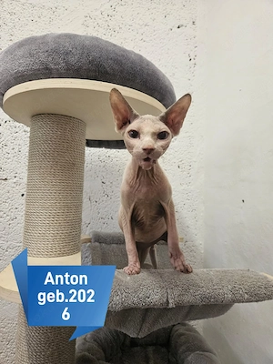 Sphynx und Siammixe suchen ihr Zuhause