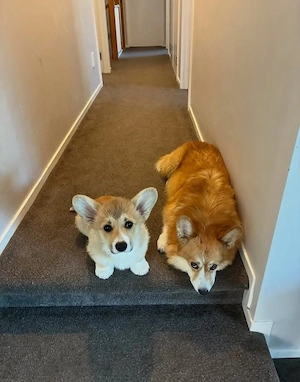 Braun-weißer Corgi-Welpe sucht ein liebevolles Zuhause   