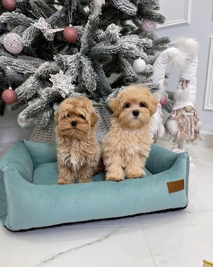 Flauschige Maltipoo-Welpen suchen ihre Lieblingsmenschen