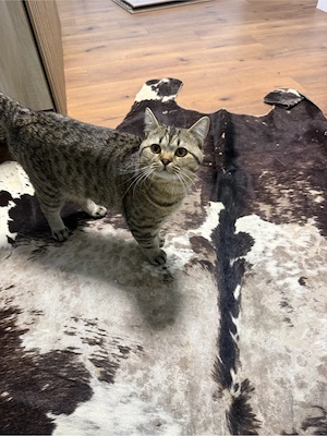 Liebevolle Katzen suchen ein neues Zuhause     