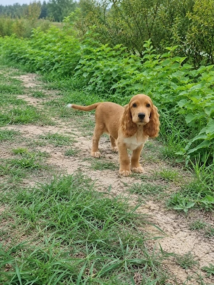 English Cocker Spaniel Welpe Rüde 18 Wochen alt