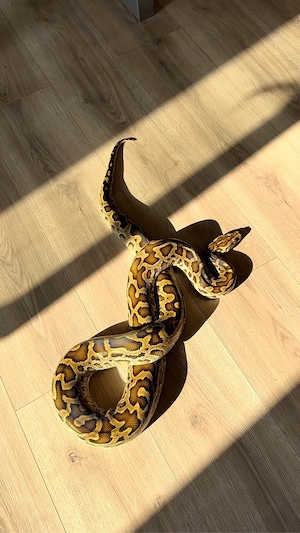 Python bivittatus Progschai