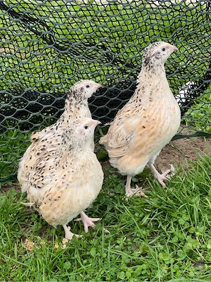 Wachtel, Wachteln, Legewachteln, Isabell, Texas Jumbo