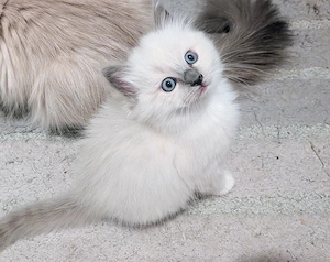 Ragdoll Kater sucht Familie