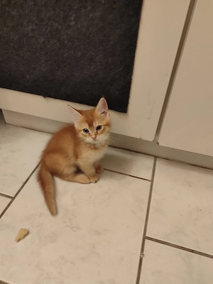 Kuku goldener orangefarbener Süßer Baby Käterchen Katzenbaby sucht ein liebevolles Zuhause 350 VB