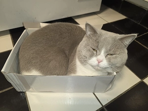 2 Katze sucht liebevolles Zuhause   