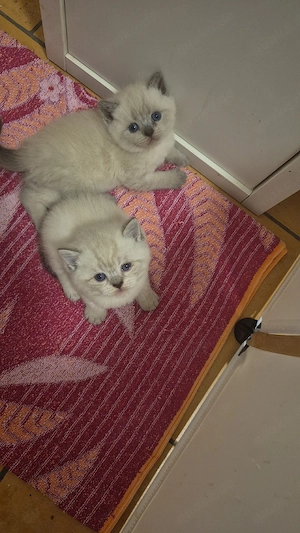 Bkh kitten Point.Blau Augen. 