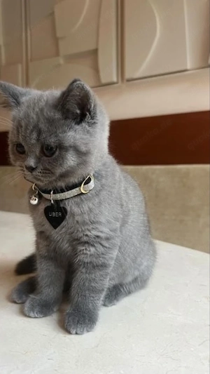 Maine-Coon- und Britisch-Kurzhaar-Kätzchen sowie ausgewachsene Katzen verfügbar.
