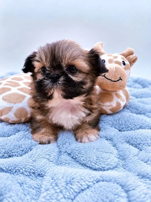 Shih Tzu Welpen