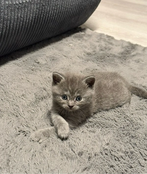 Chico sucht noch sein Für immer Zuhause 