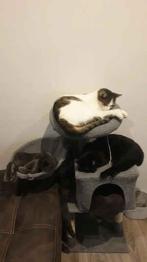 schönen katze