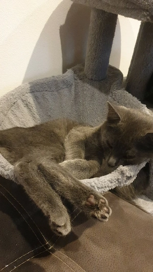 schönen katze
